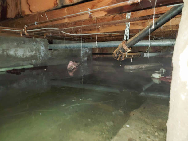 Best Ceiling water damage repair  in Grove City, FL