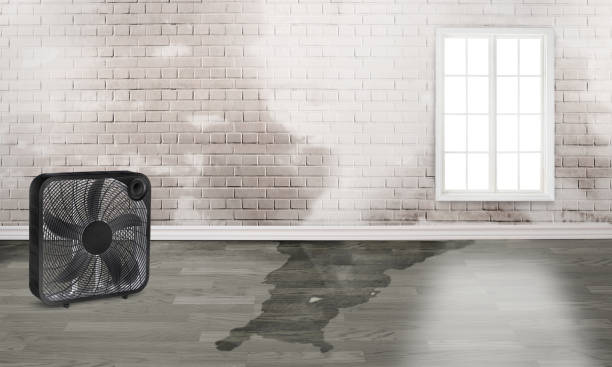Best Water damage restoration services  in Grove City, FL